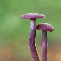 Amethyst Deceiver 8 